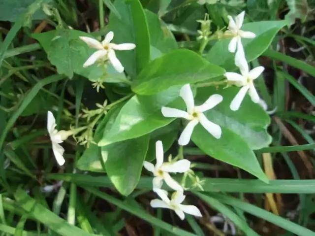 「民间传说」石兰花(王如坤)