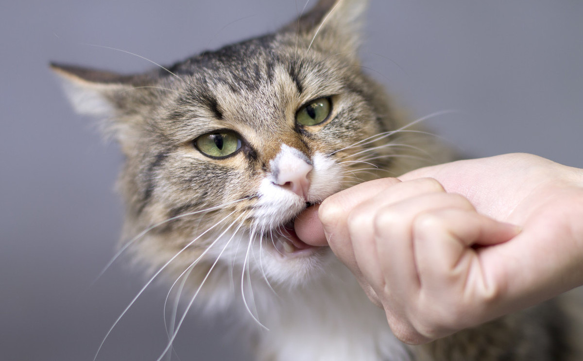 猫咬人,是主人手把手教的,解铃还须系铃人