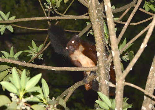 高黎贡山发现极度濒危的比氏鼯鼠属新物种