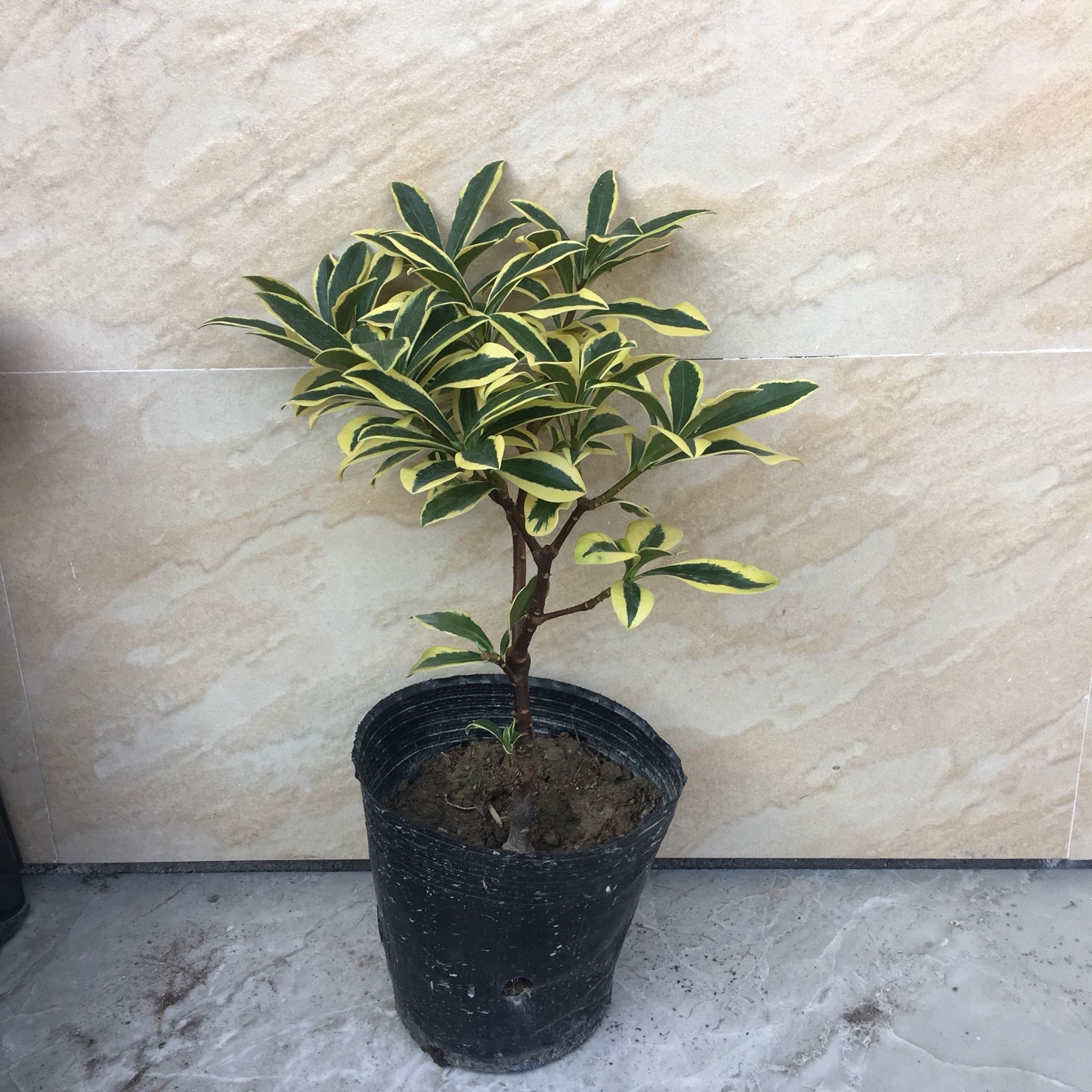 盆栽的金边瑞香夏季养护需要注意哪些问题?促休眠安全度夏为宜