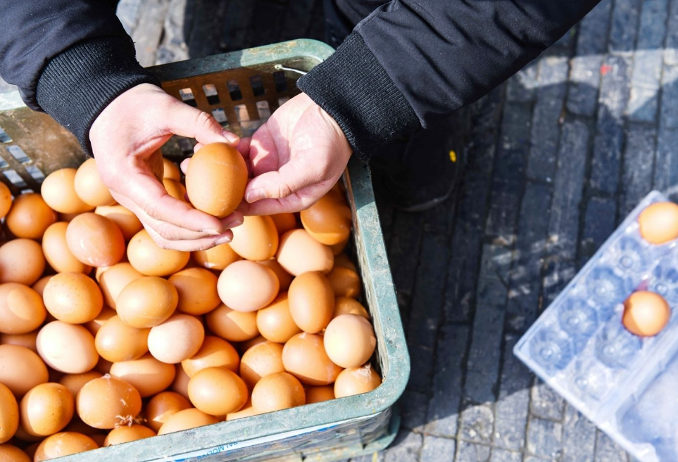 买鸡蛋时,挑大的好还是挑小的好?养殖户说漏嘴,别瞎买浪费钱!