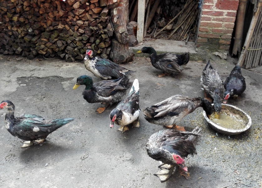 农村自养的鸭子,放在外面养着,鸭子每天都有大量的活动量,吃的都是