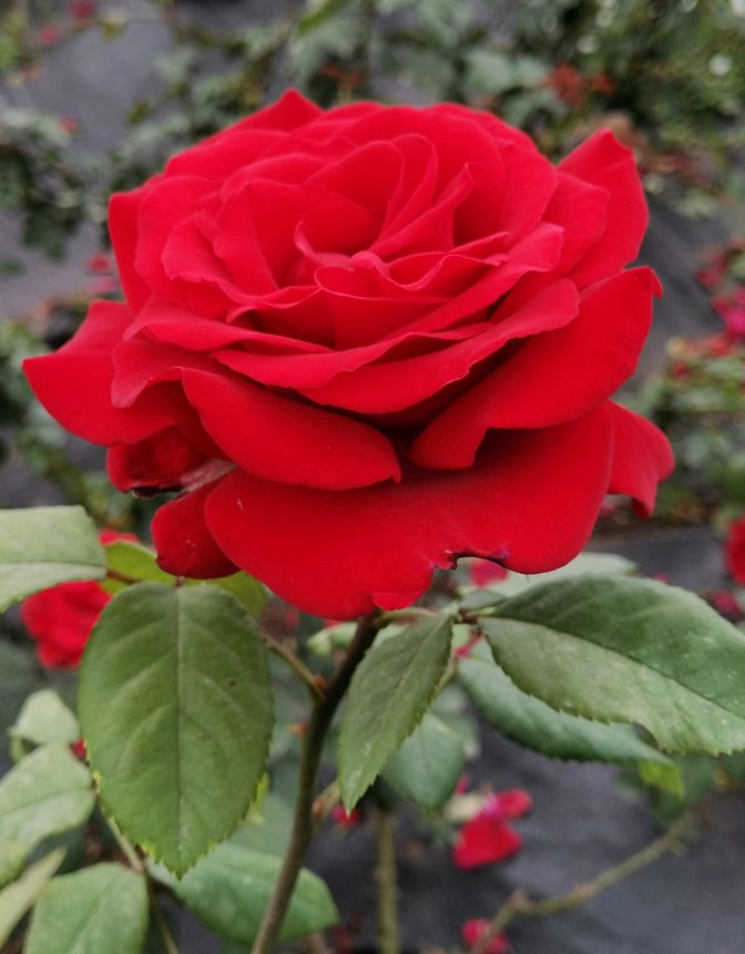 宜宾市孔滩镇吴场村玫瑰花园游记