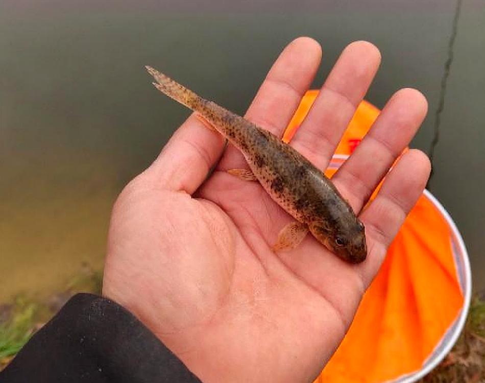 小溪钓到一条鱼只有两指长,有人说它是老头鱼,期待钓友回复