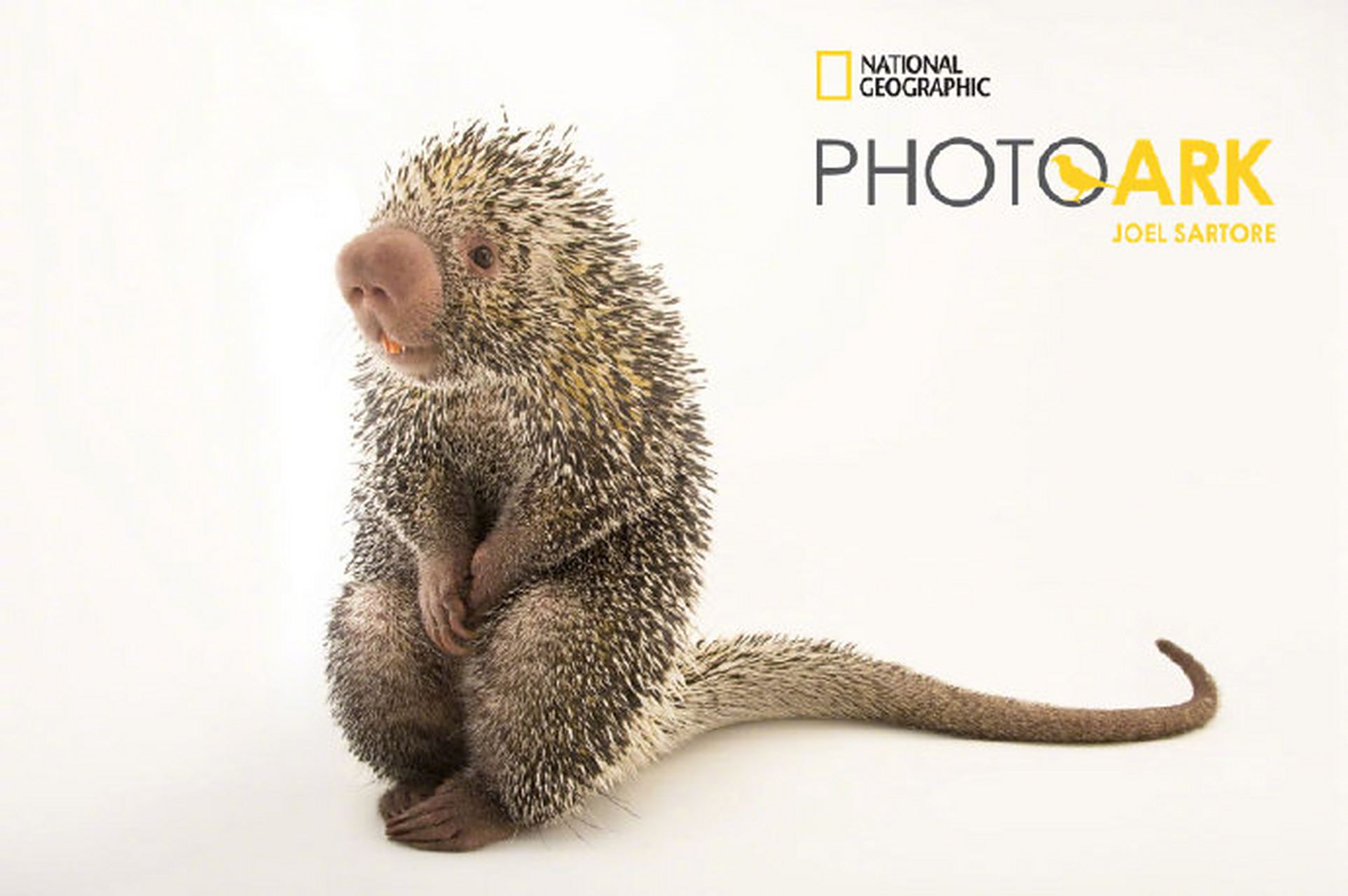 你好2019# 玻利维亚卷尾豪猪(coendou prehensilis)宝宝有点害羞