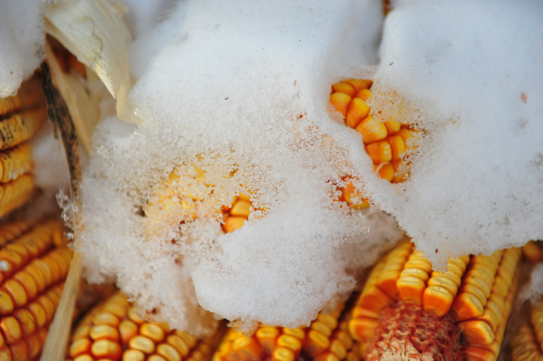 东北盛产玉米,冬天雪多,这些金黄色的玉米任性扔在雪堆里,不怕雨雪