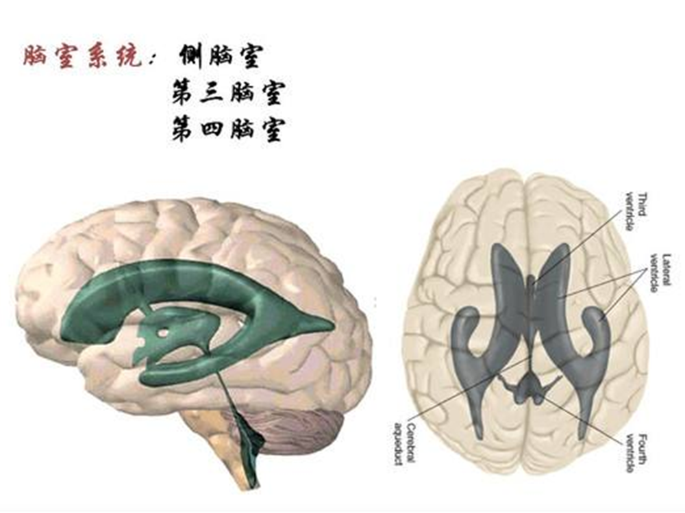 侧脑室后角解剖图图片