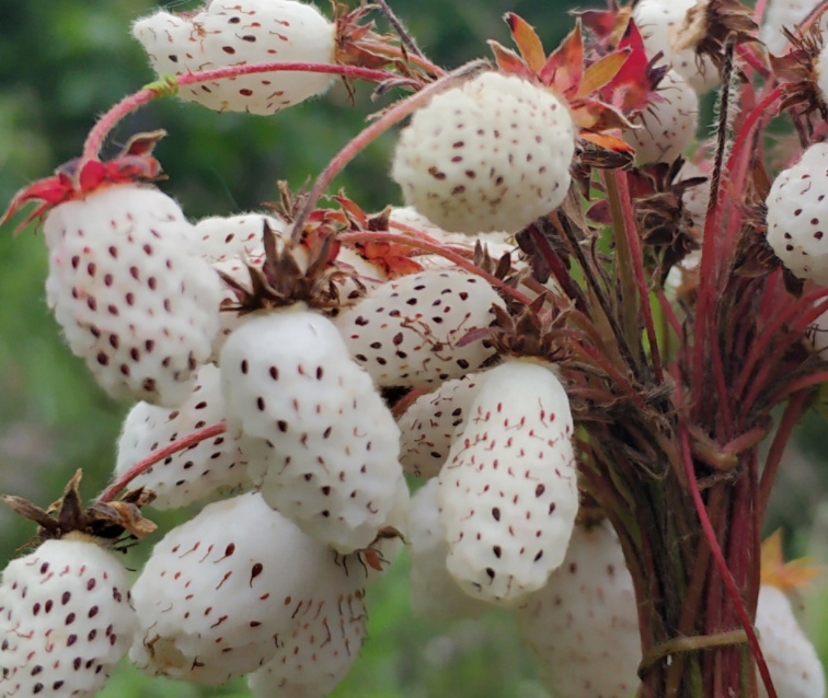 甘肃野生"水果之王",长得像草莓,营养美味,多少人花钱买不到