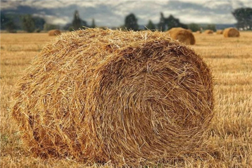 稻草秸秆 - 2020年最新商品信息聚合专区 - 百度爱采购
