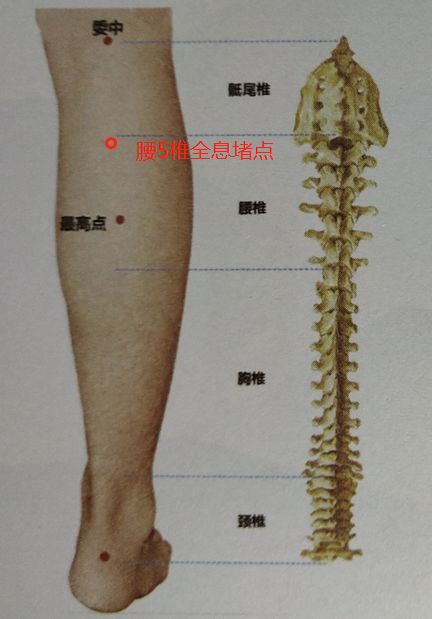 腿脚的各个部位详细图图片