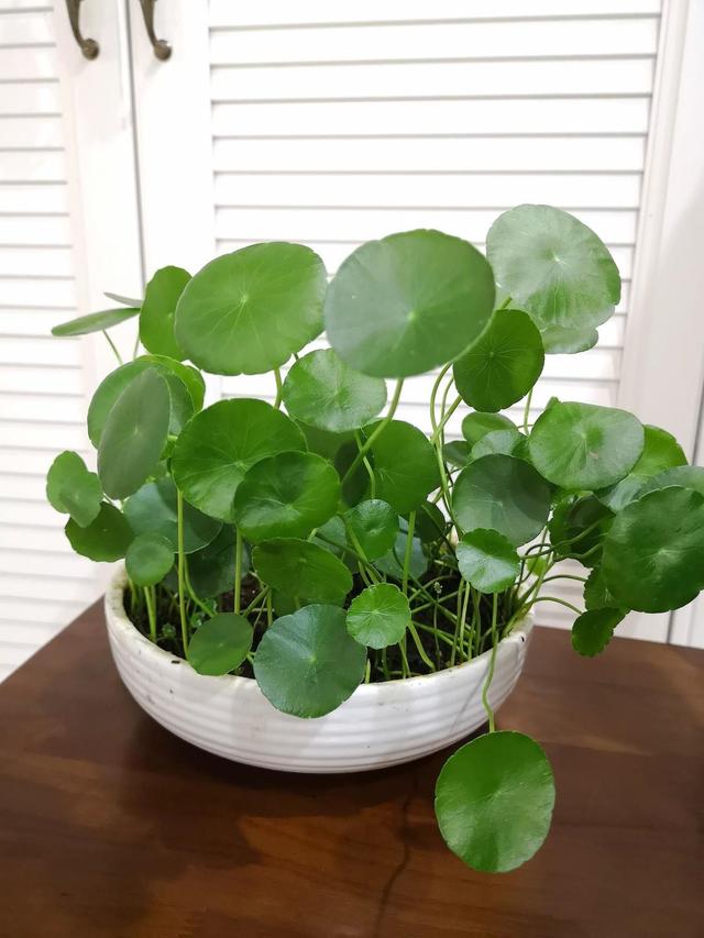 铜钱草叶旺寓意好,有一个简单方法长得旺,谁用了都说好