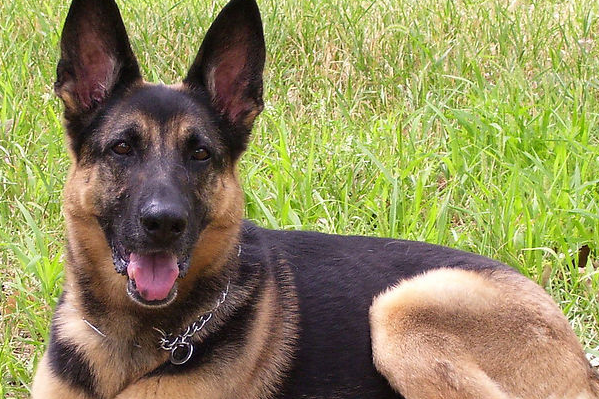 狼狗不仅是指中华田园犬,关于狼狗的饲养,你们了解多少呢?