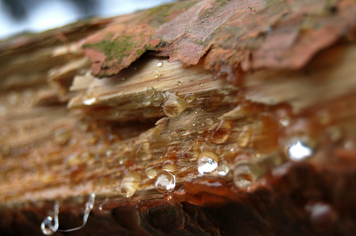 蜂之德-只做高端品质的巴西绿蜂胶