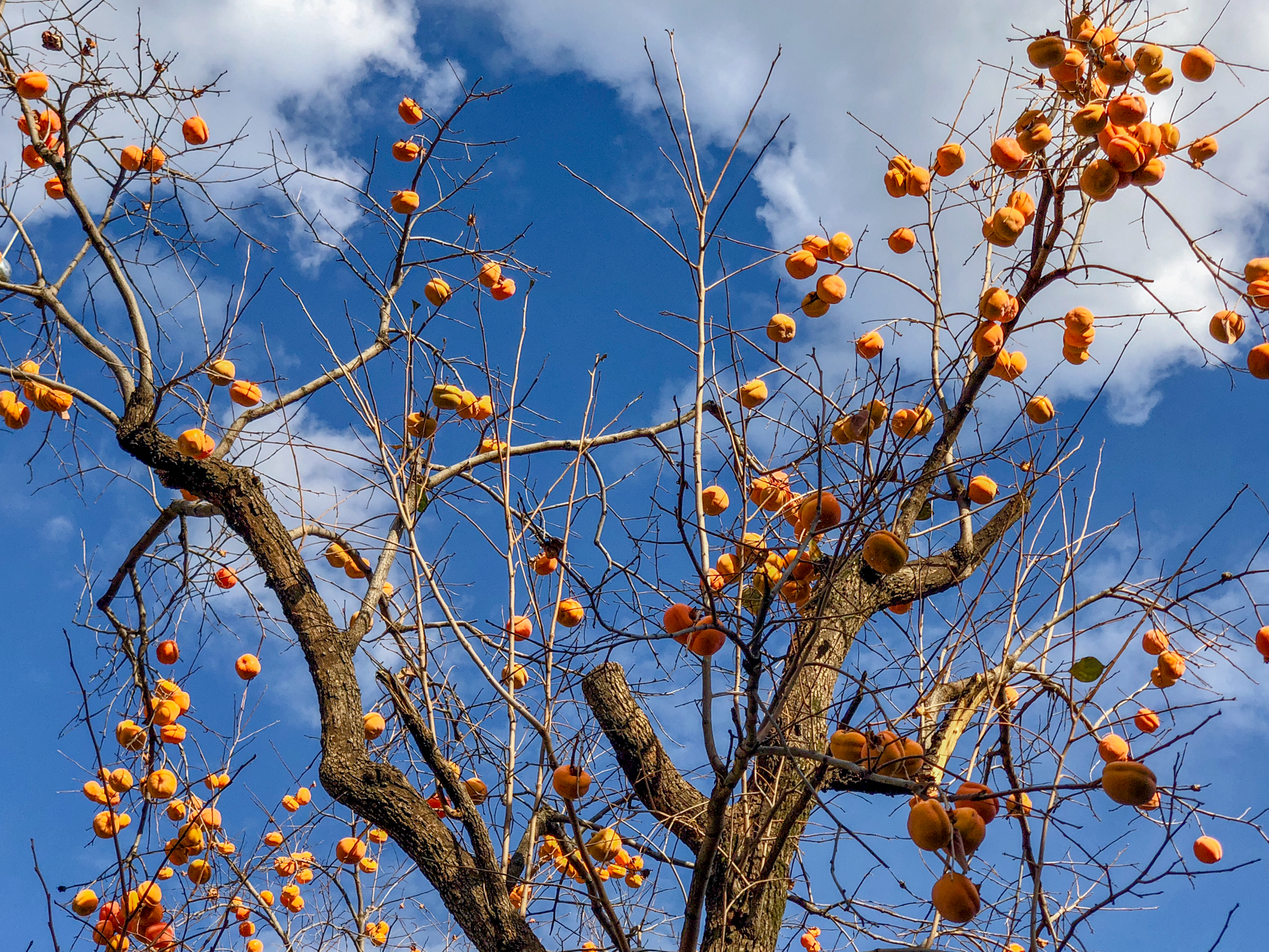 霜降是秋天的最后一个节气,摘柿子吃柿子,岁岁年年柿子红