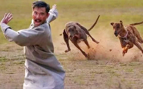 为什么人被狗追的时候,只要一蹲下,狗狗就会落荒而逃