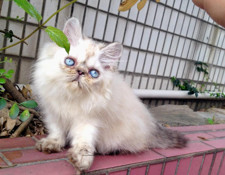 宠物猫:猫中之王,拥有雍容华贵的外表,让人非常喜爱