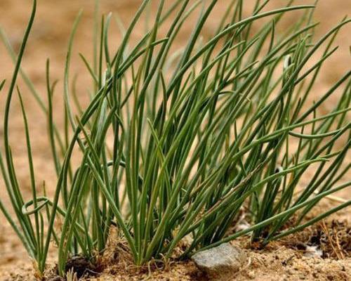 去到内蒙古,没吃到"沙葱"可不行