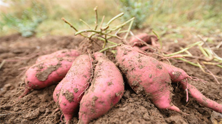 种植红薯的过程中,正确的种植方法与管理技术很重要!
