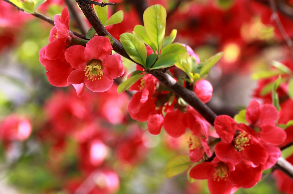 红海棠树图片大全图片