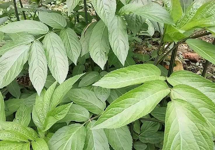 农村这种野草人称"腰子草",如今在农村非常稀有,一斤上千元