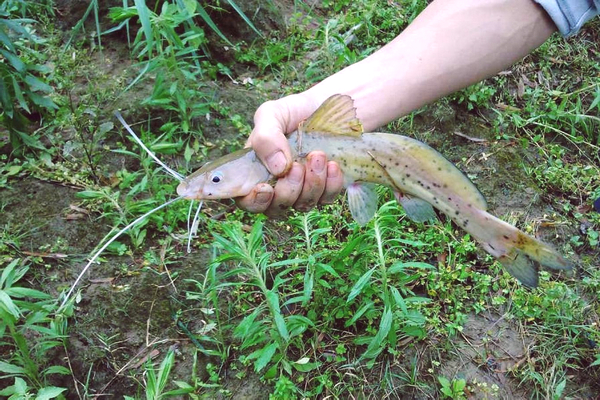 地下溶洞中这种野生鱼,能散发芝麻的香味,如今几乎绝迹