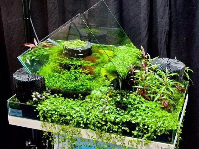 家居水景丨不规则鱼缸造景制作教程,这样的创意鱼缸真的很有趣