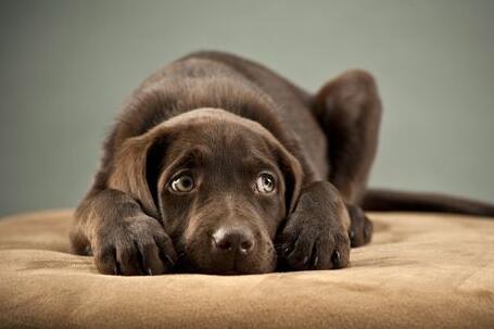 狗狗怕烟花?千万不要马上安抚,会起反作用!