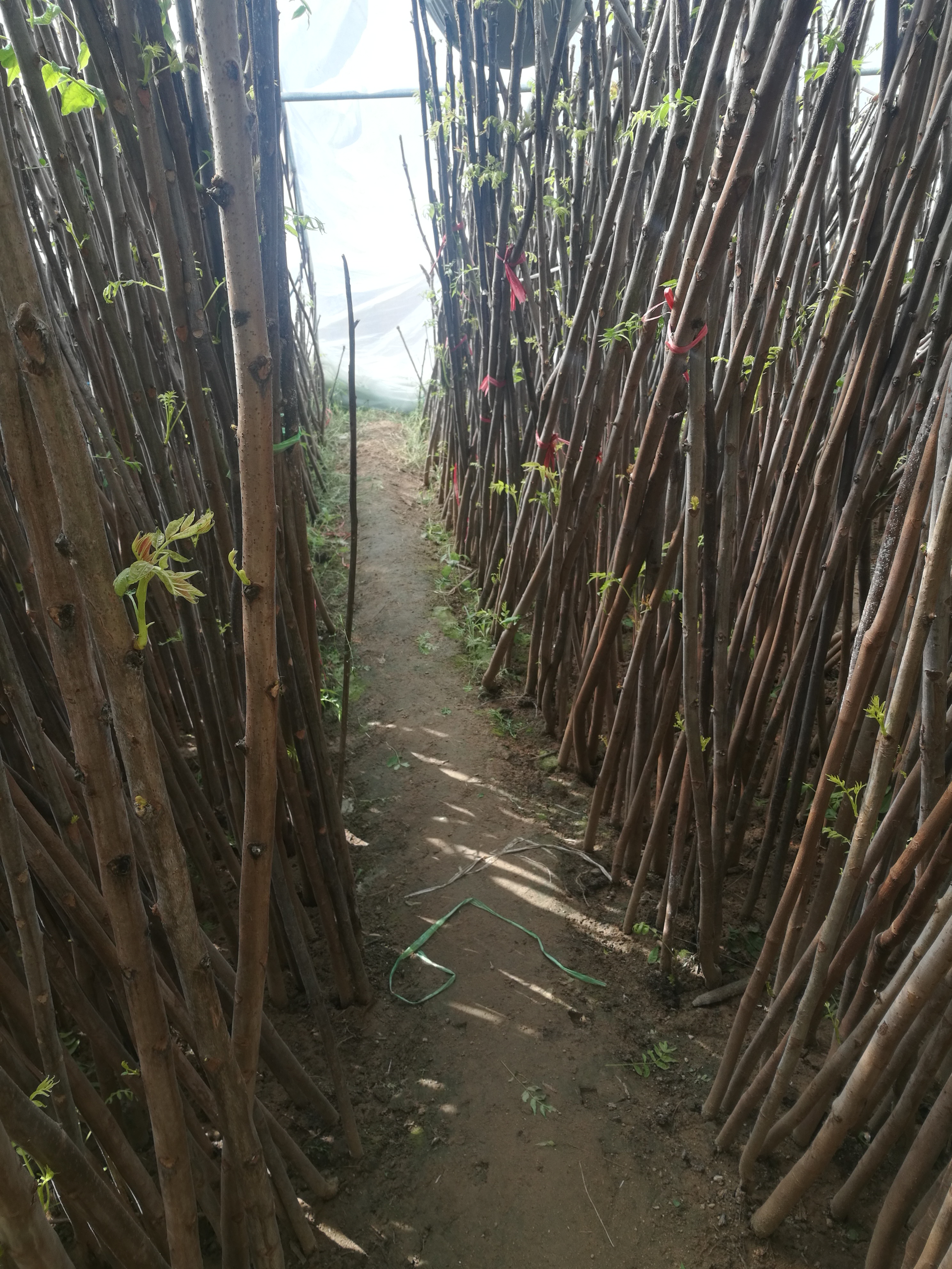 轻易很难学到的大棚红油香椿种植技术