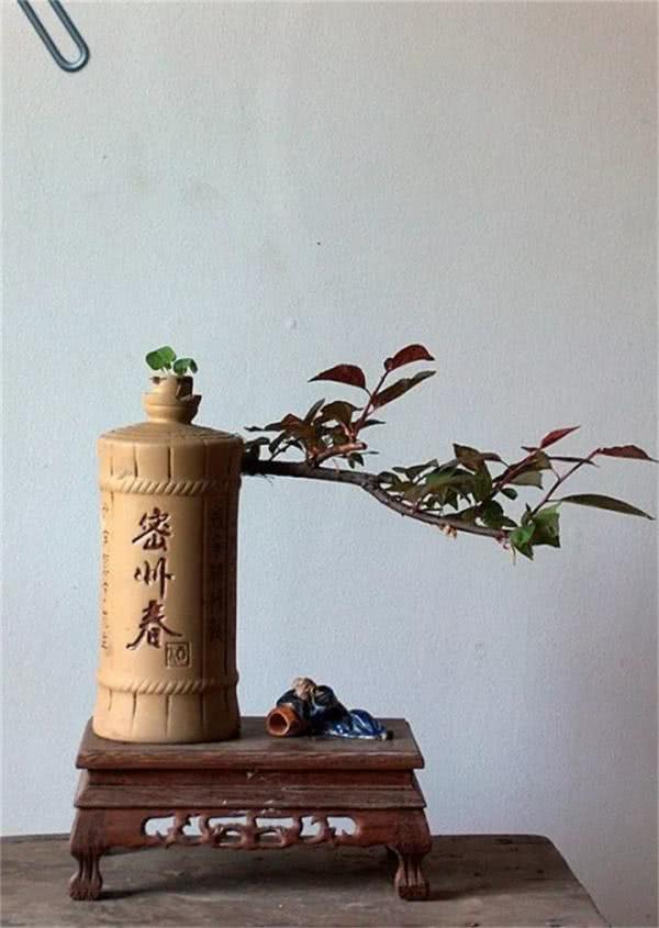 美好生活|当盆栽遇上酒瓶,你觉得是一个什么模样?简直是绝啦!