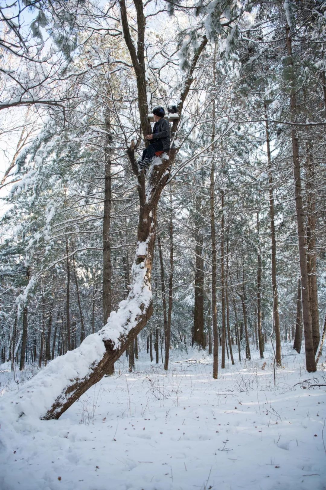 入冬第一场大雪过后,"鸟叔"走进东山松林,嘴对嘴为松鼠,小鸟送上可口