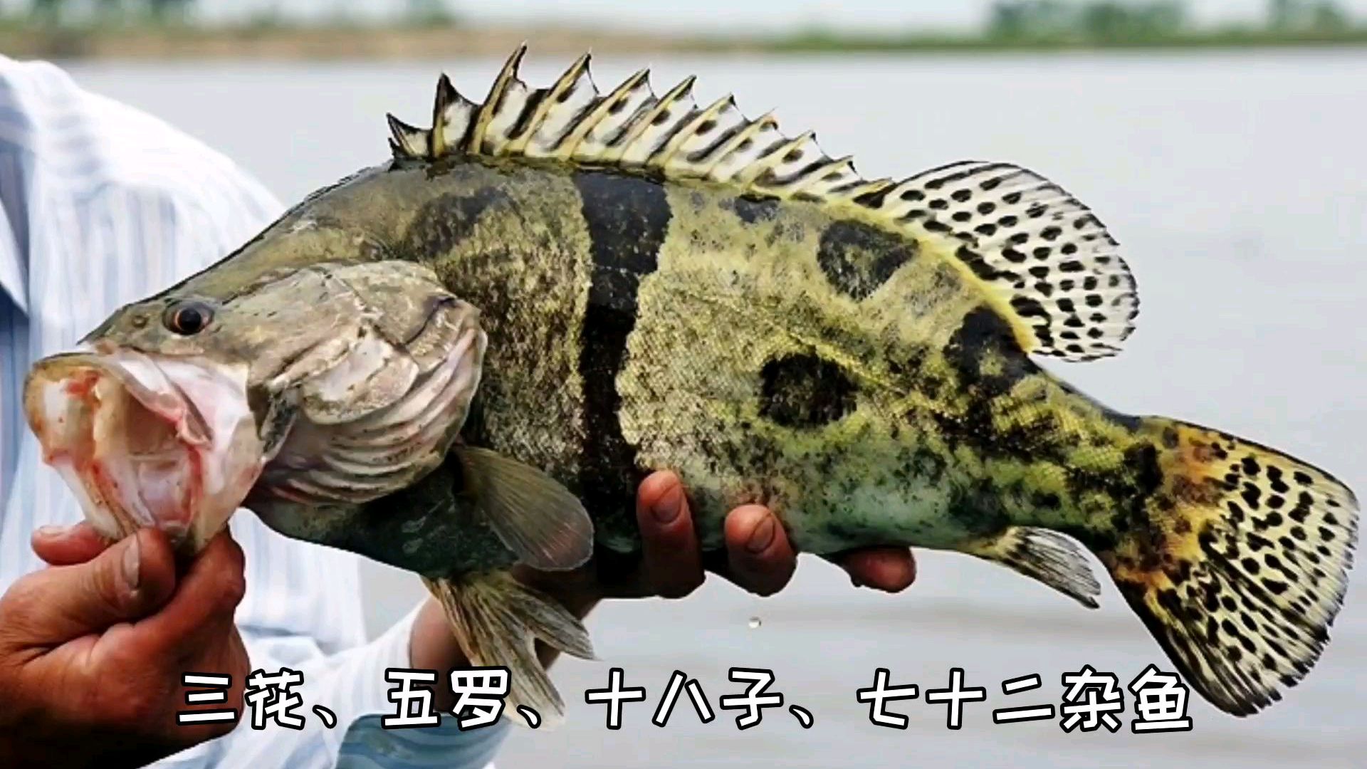 东北鳌花鱼——踪迹难寻!俄远东却很多、30多斤的也有!