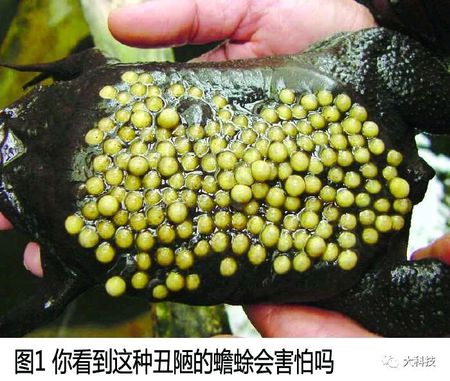 我们为什么会得密集恐惧感?