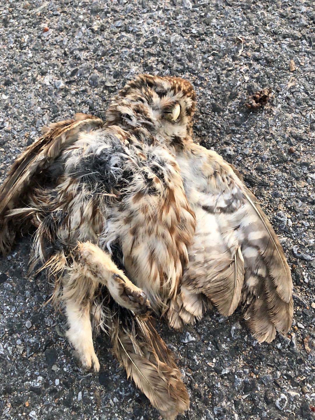 野生型 - 优质问答专区