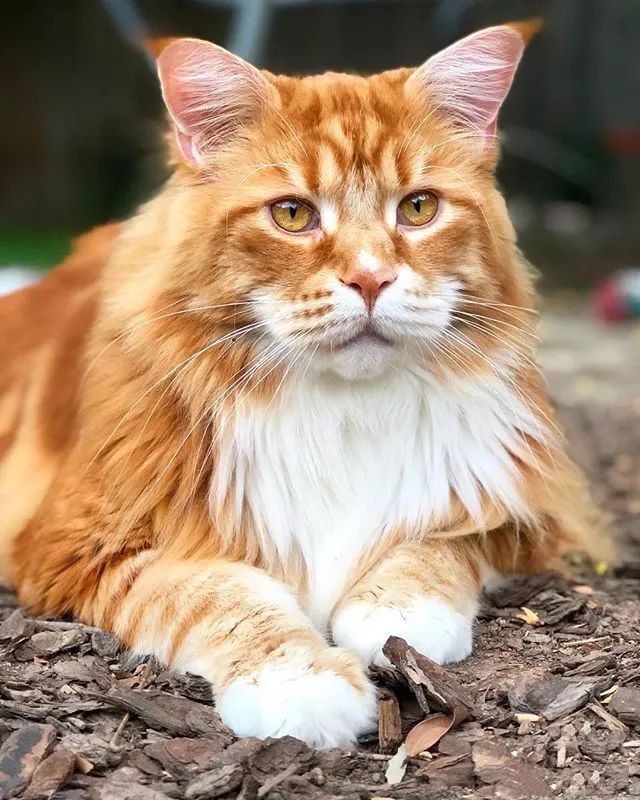 当大体型缅因猫遇上橘猫的基因,巨型"橘猪"没错了