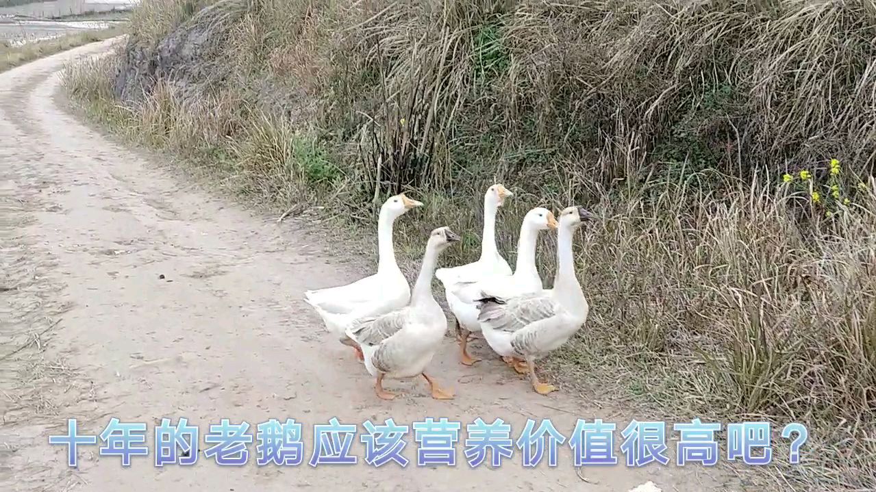 十年老鹅,想卖掉,听说是营养价值很高的大补,大家觉得呢