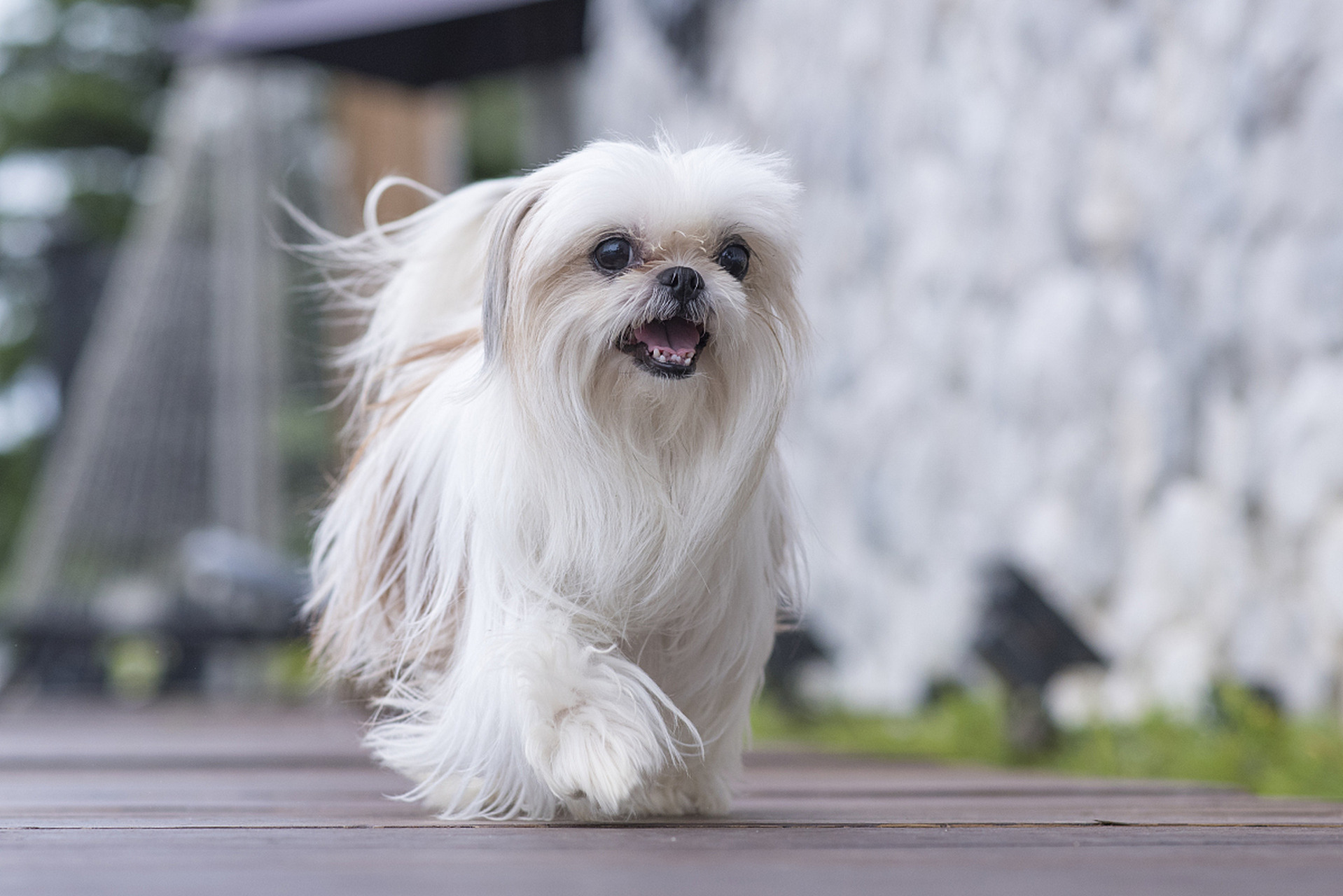 京巴犬和土狗结合照片图片