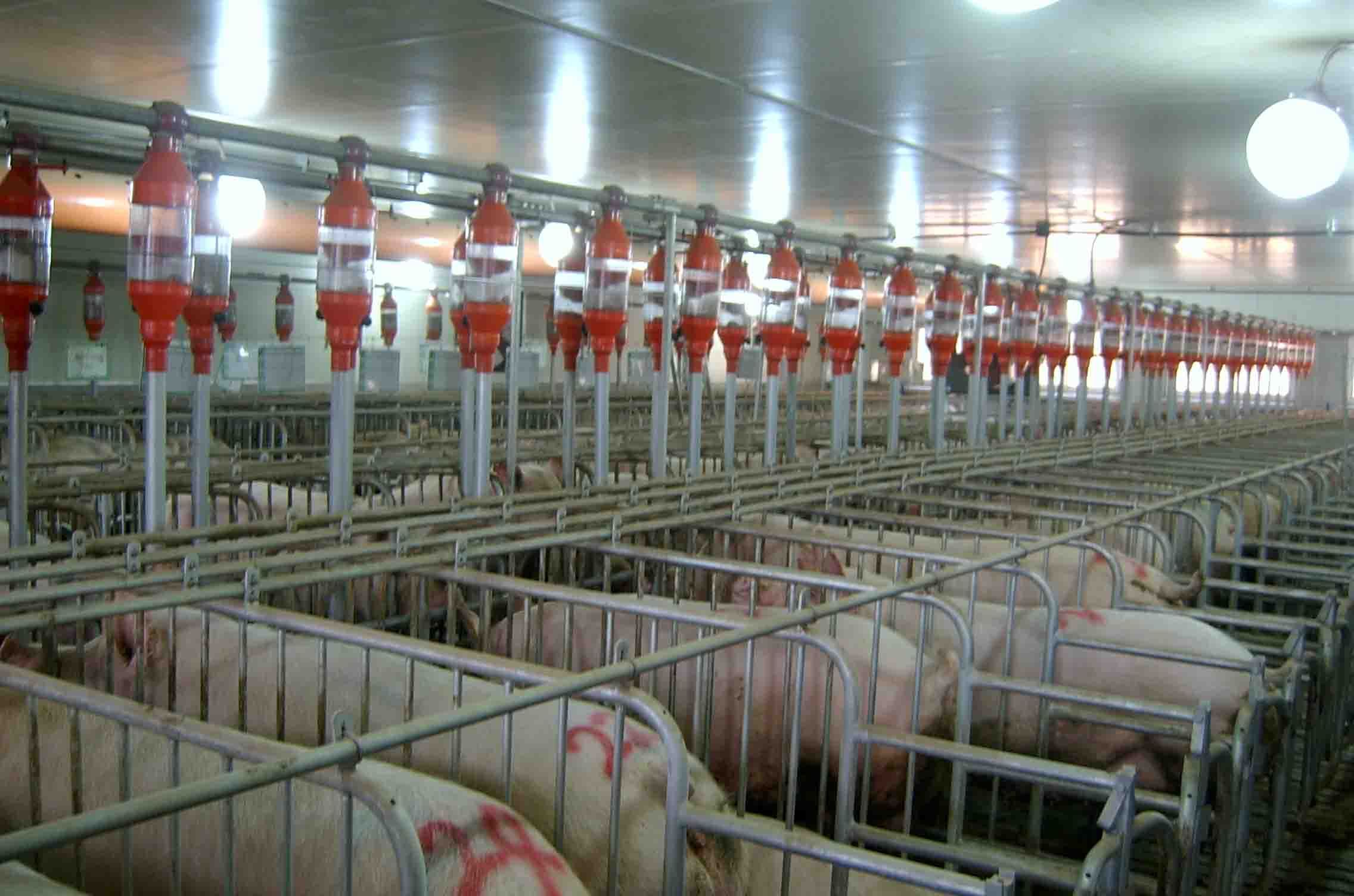 养猪大户如何在冬季对猪舍保温,方法都在这里了,赶紧学起来吧