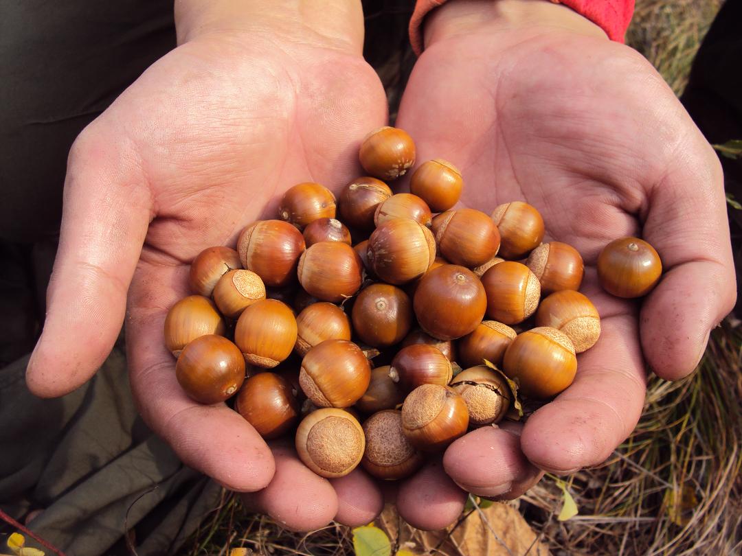 它酷似板栗,曾是一种主食,如今20元一斤,很多人却不懂怎么吃