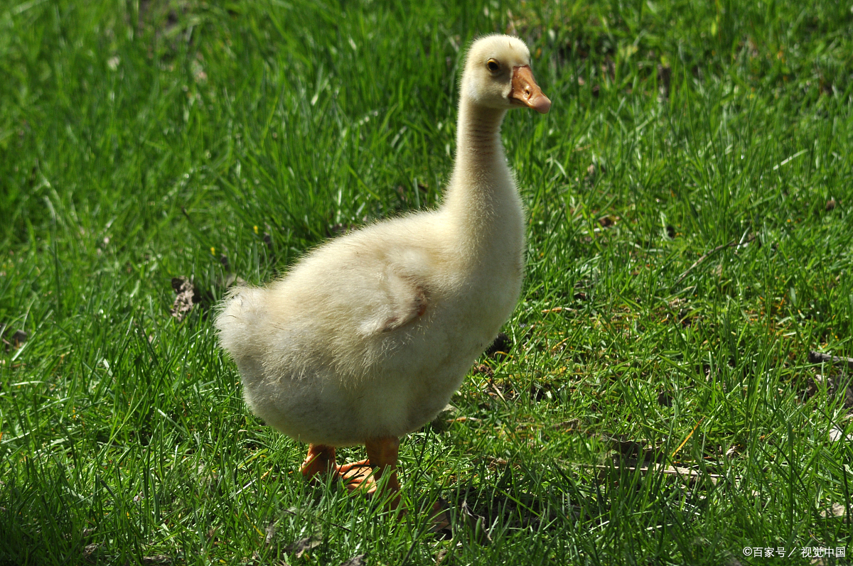 鹅宝宝历险记之寻找亲人