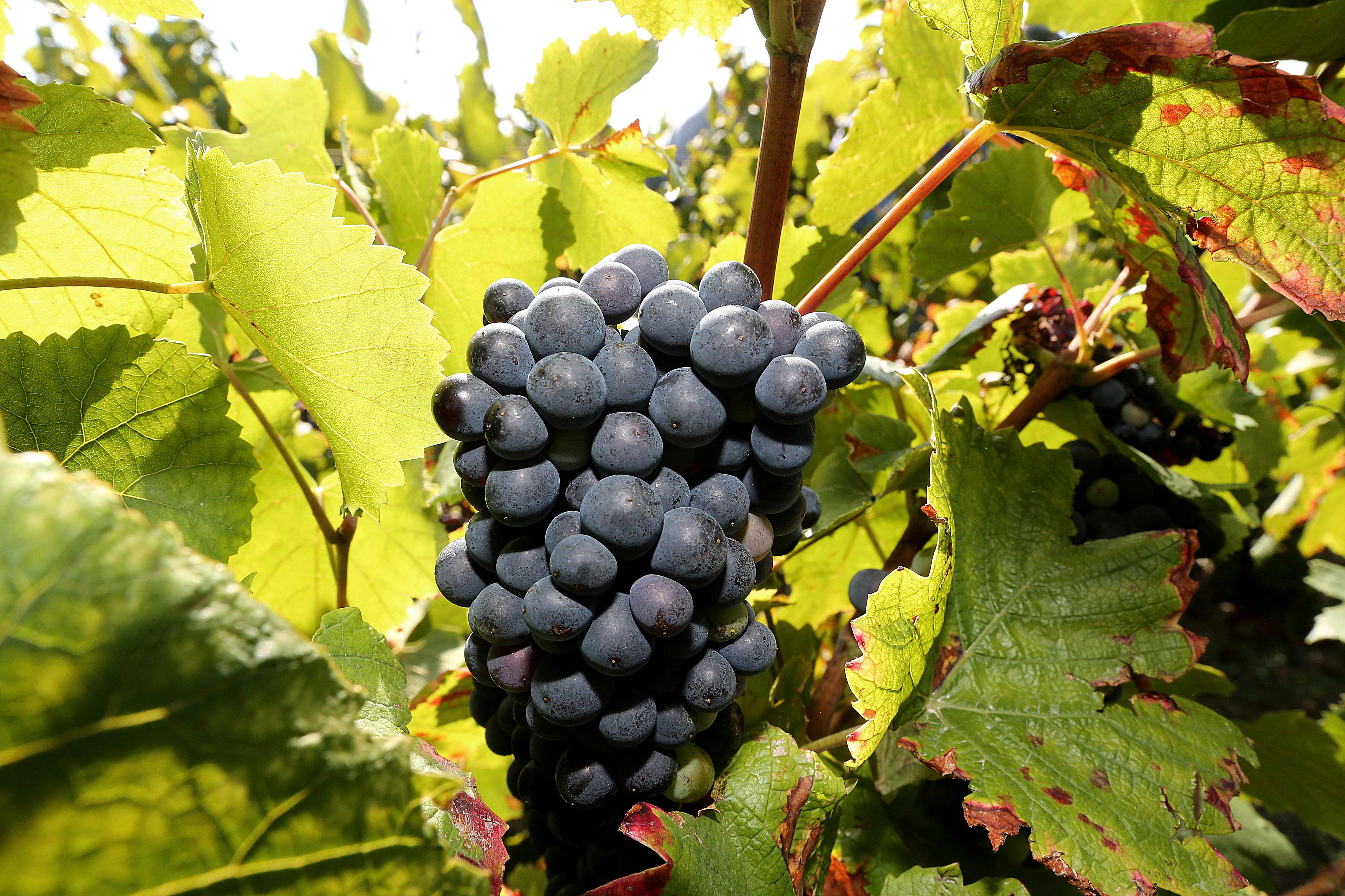 采摘黑皮诺葡萄(11)