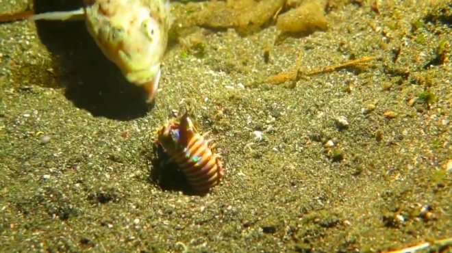 海洋怪异生物-博比特虫