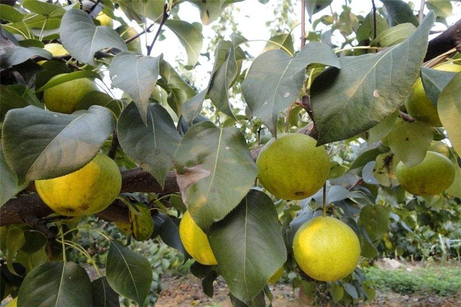梨种植技术与管理 2020年最新商品信息聚合专区 百度爱采购