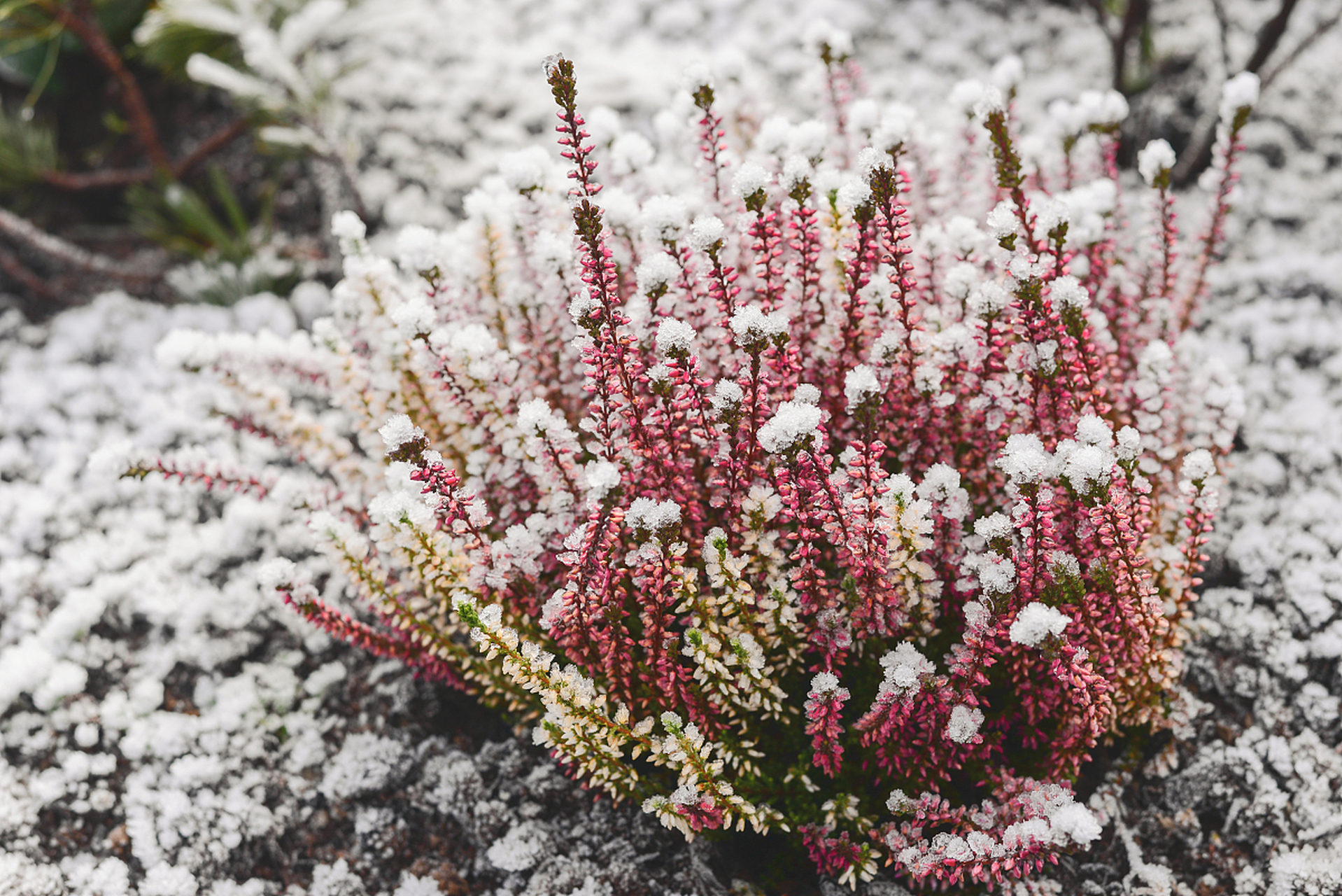 扫帚梅花是中国南方的瑰宝,以其独特的花期和芳香成为冬季亮丽风景.