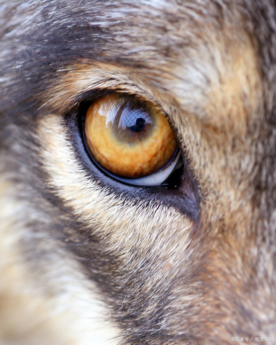 驯鹿眼睛颜色的魔法变换 瞪大你的眼睛