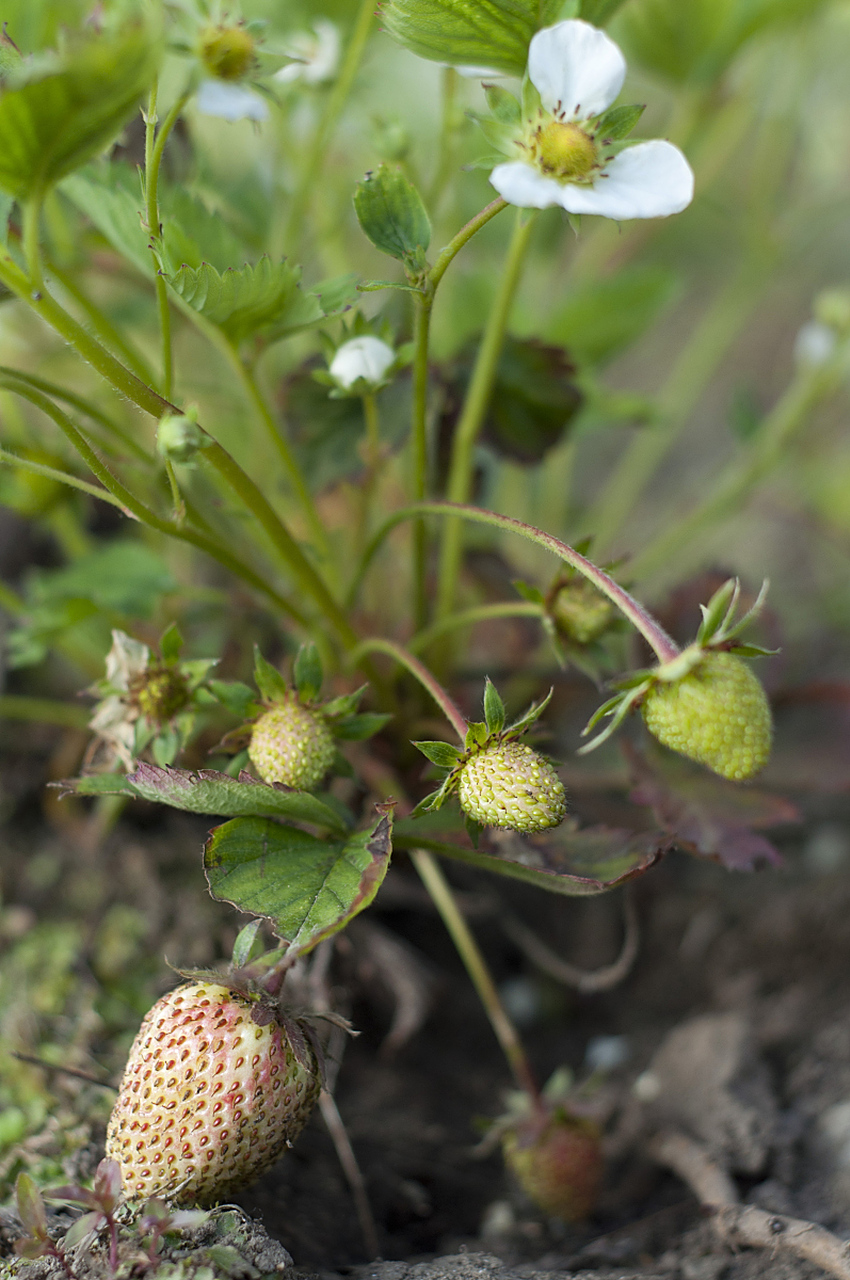 它属于萝藦科,常生于林边荒地,山脚,河边,路旁灌木丛中.