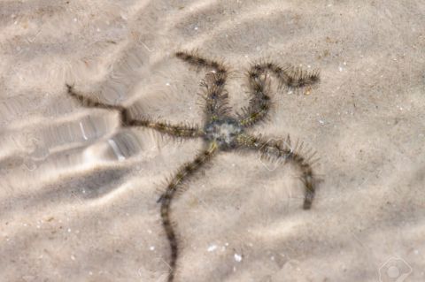 臭氧中毒身上起鸡皮疙瘩(臭氧中毒身上起鸡皮疙瘩图片) 臭氧中毒身上起鸡皮疙瘩(臭氧中毒身上起鸡皮疙瘩图片)