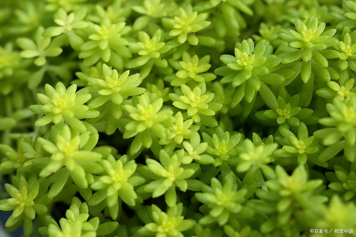 多肉究竟有多美,我带你领略一番