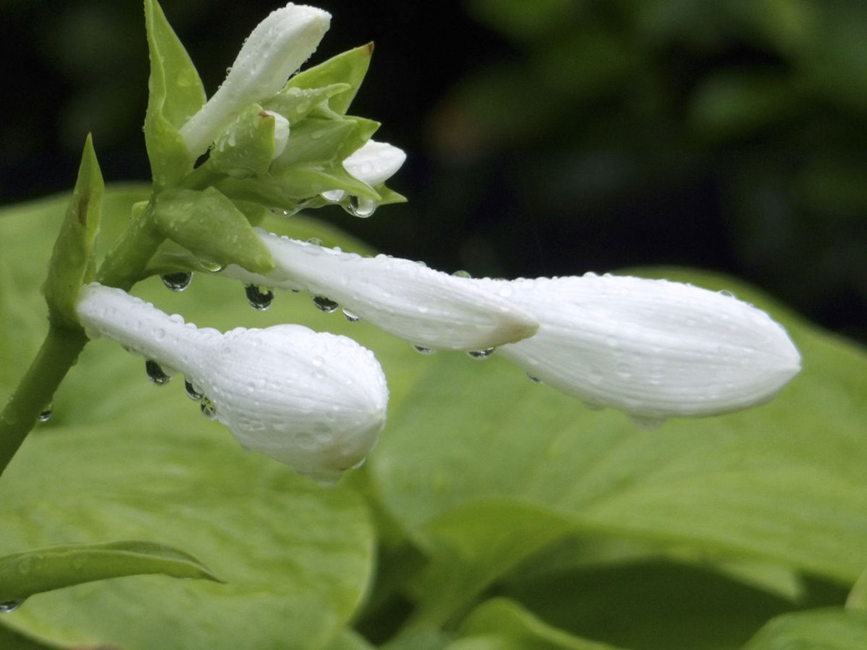 金沙县,5万亩野生玉簪花进人盛花期  盛夏时节,金沙县5万亩野生玉簪花