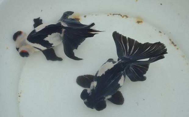 冉冉升起的金鱼明星品种"熊猫蝶尾",你喜欢吗?