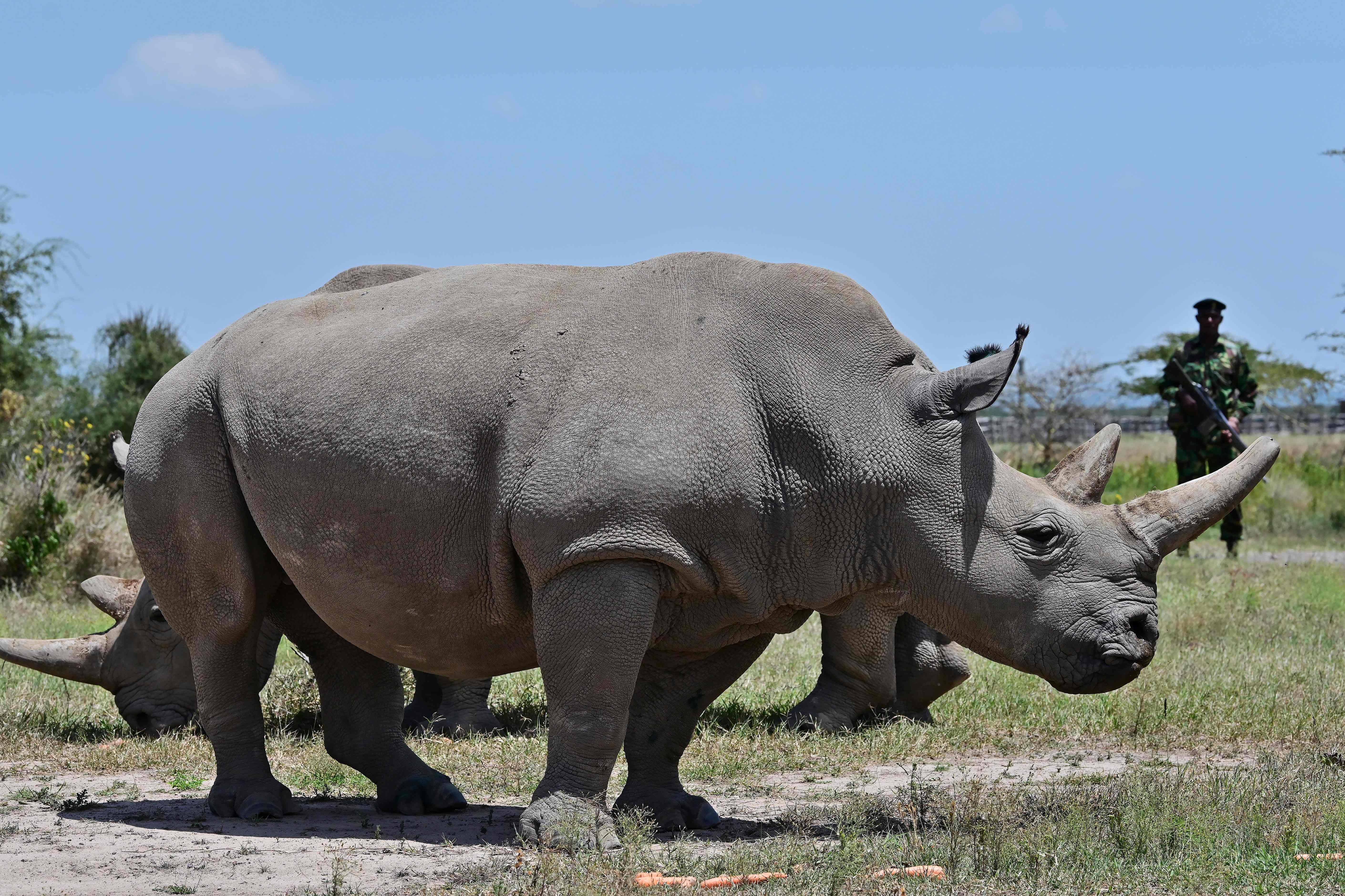 全球仅存两头北方白犀牛取卵成功(16)